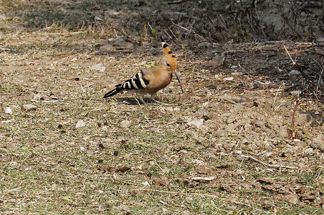Keoladeo national park-138